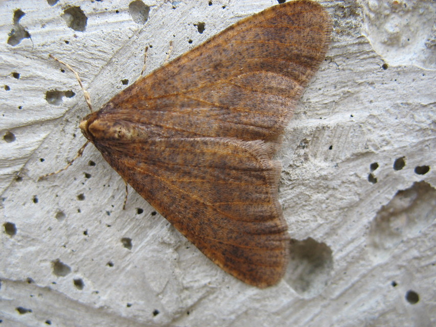 Erannis defoliaria - nagy téliaraszoló