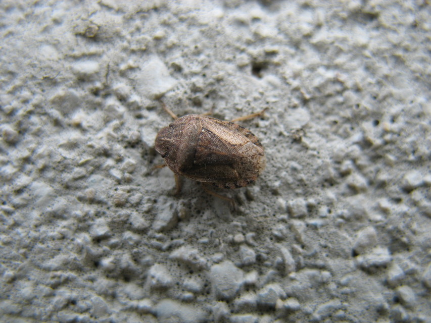 Sciocoris distinctus Sciocoris distinctus