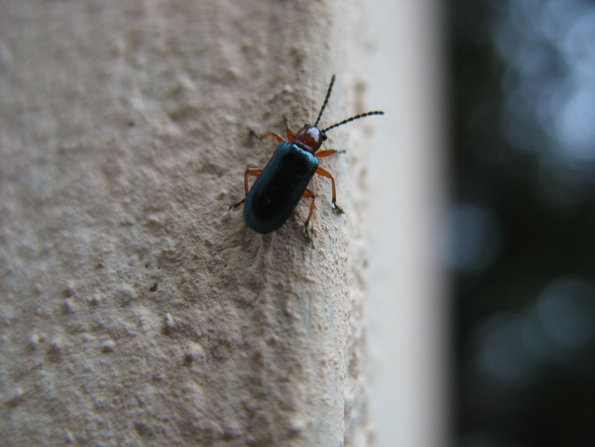 Oulema melanopus/duftschmidi