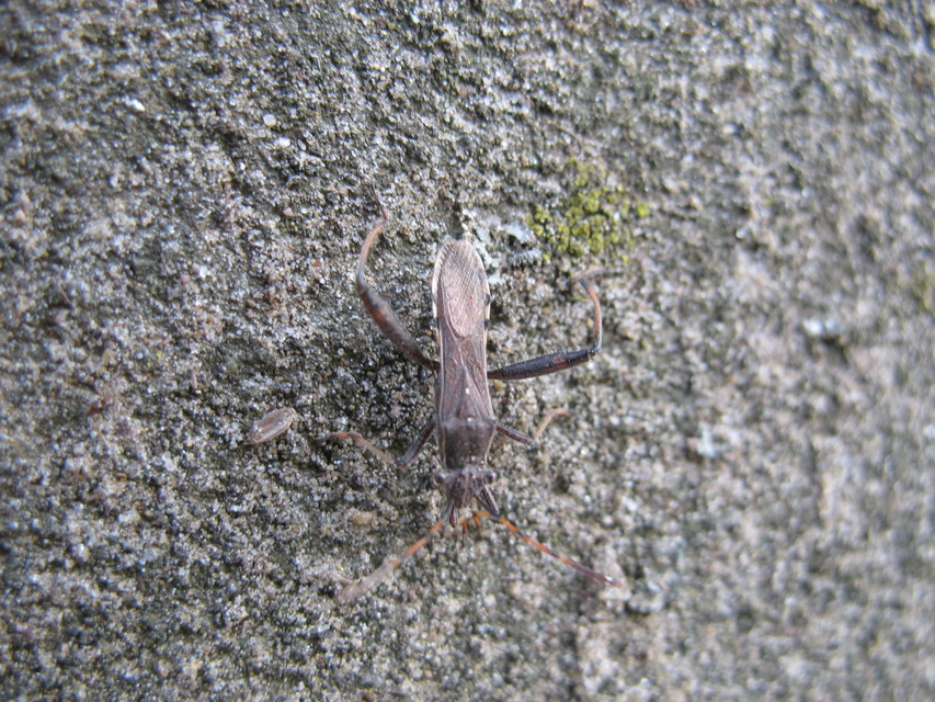 Camptopus lateralis - görbelábú karimáspoloska