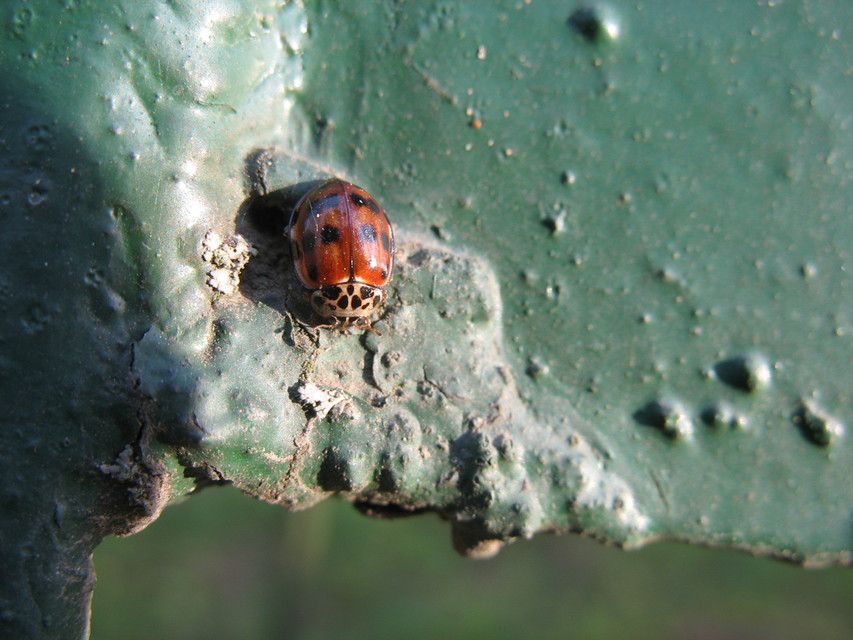 Harmonia quadripunctata - négypettyes katica