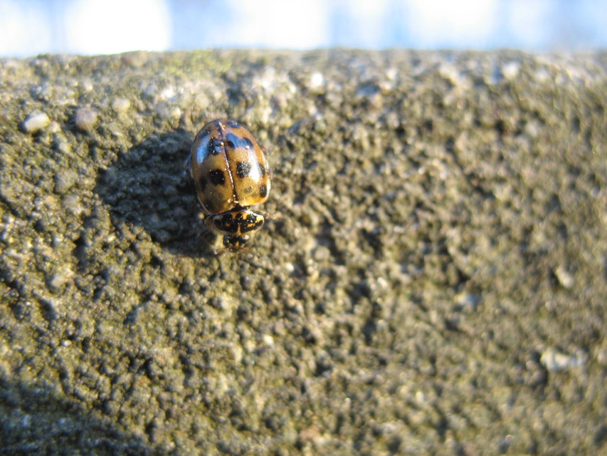 Harmonia quadripunctata - négypettyes katica