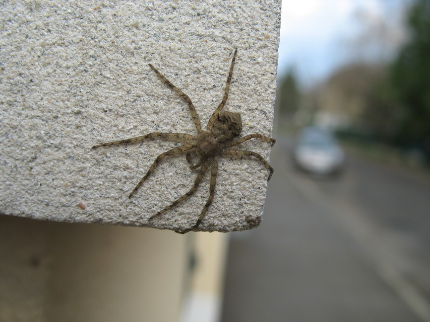 Philodromus margaritatus - bükkfa-fürgekarolópók