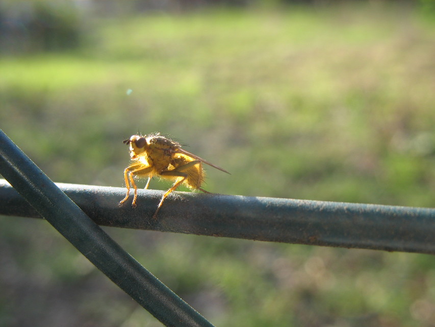 Scathophaga stercoraria - közönséges trágyalégy