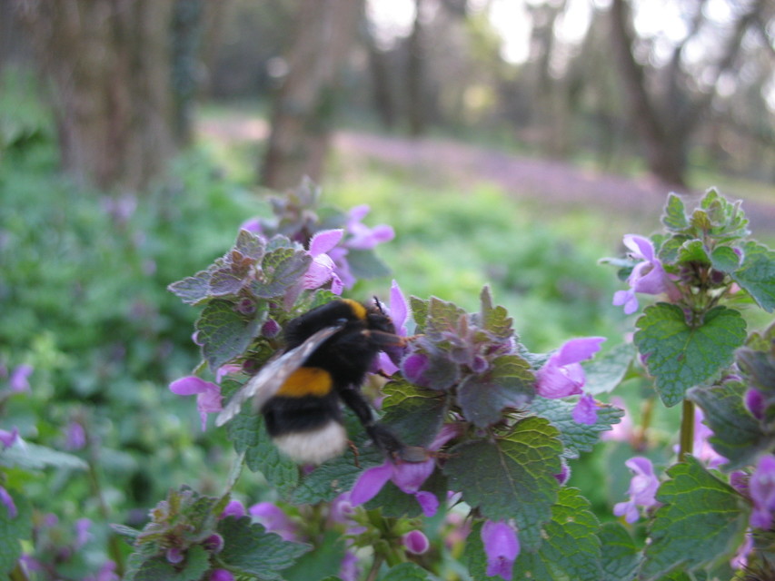Bombus terrestris/lucorum