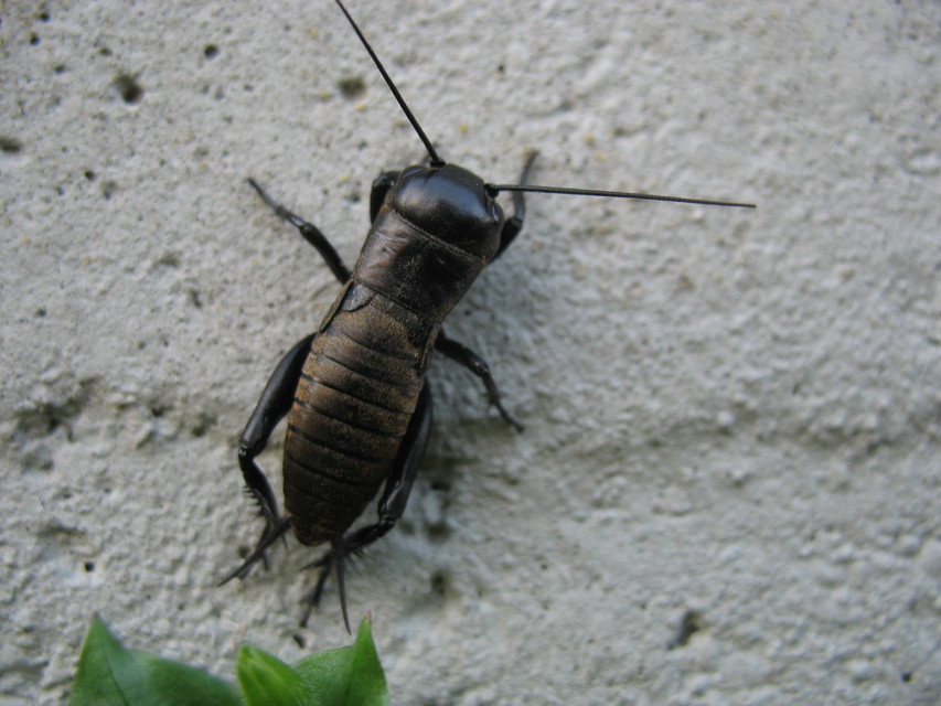 Gryllus campestris - mezei tücsök