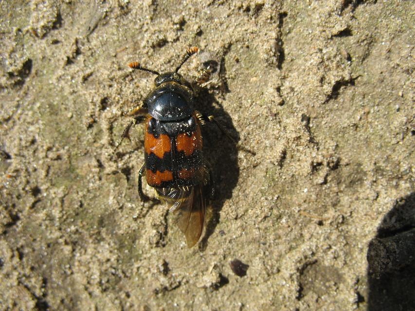 Nicrophorus vespillo - közönséges temetőbogár