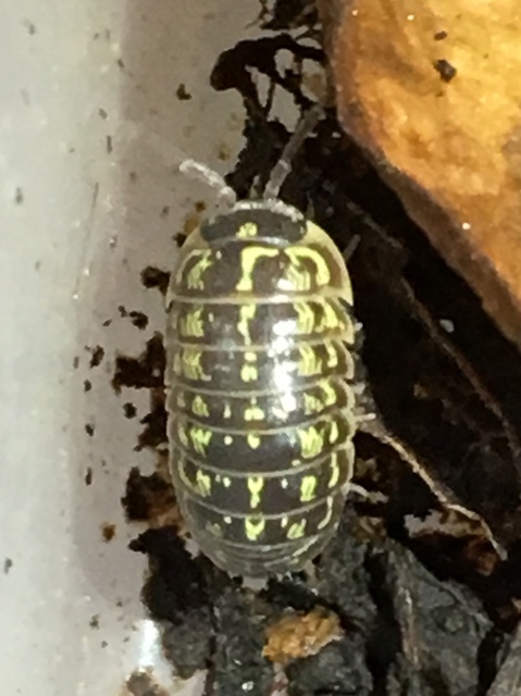 Armadillidium versicolor - változékony gömbászka