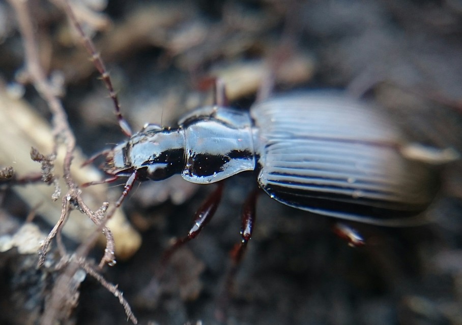 Limodromus assimilis - vöröslábú kisfutó