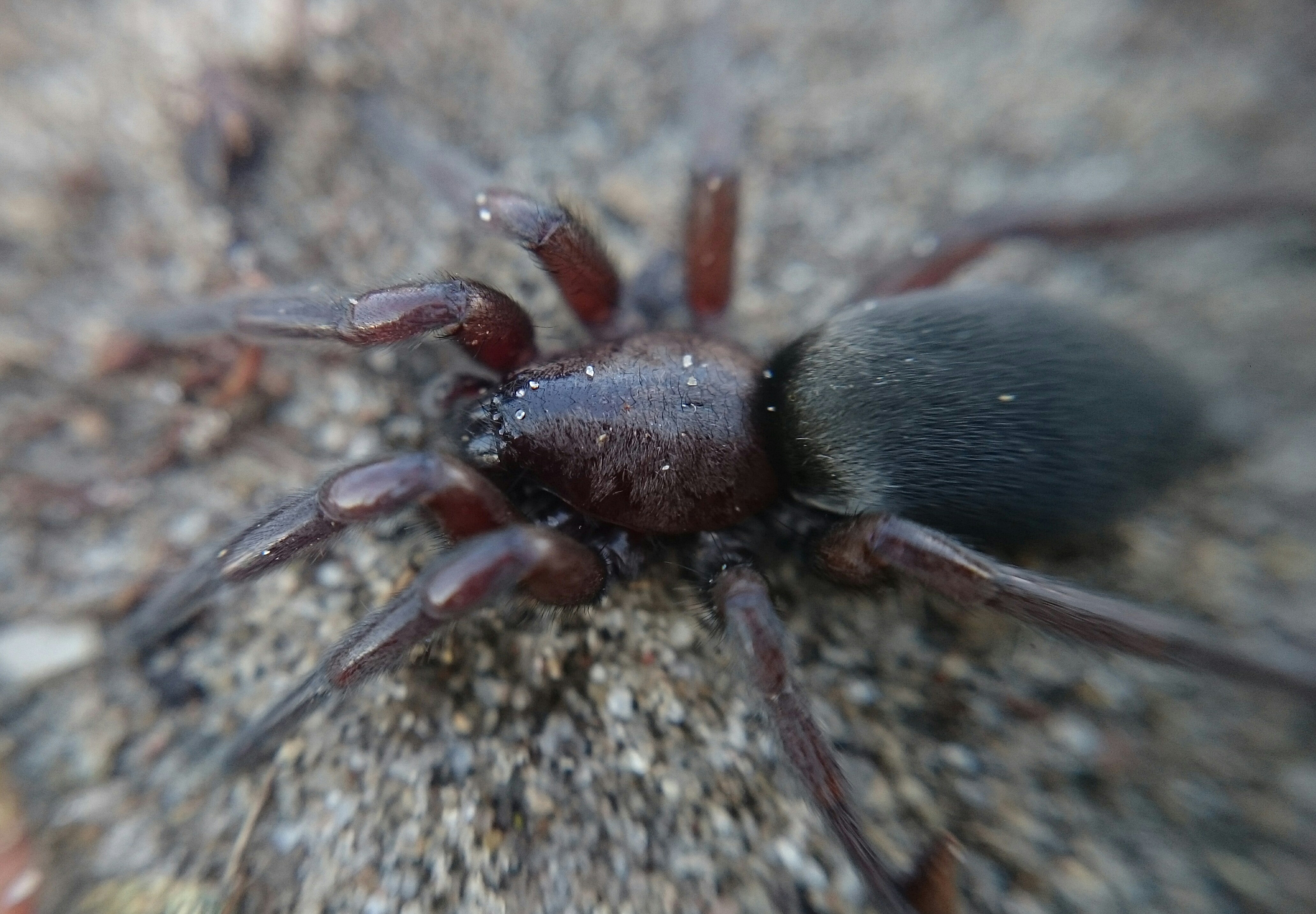 Scotophaeus blackwalli
