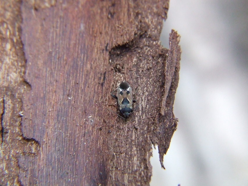 Rhyparochromus vulgaris - közönséges díszesbodobács