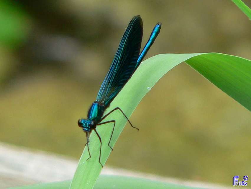 Calopteryx splendens - sávos szitakötő