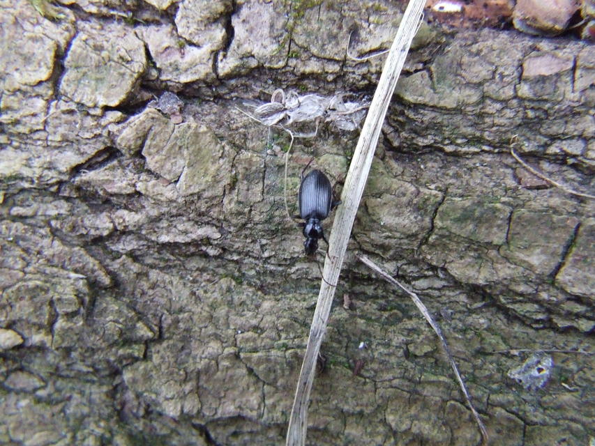 Limodromus assimilis - vöröslábú kisfutó
