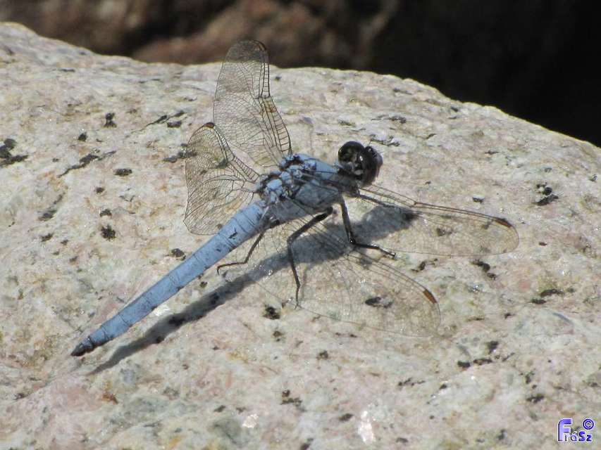 Orthetrum brunneum - pataki pásztorszitakötő