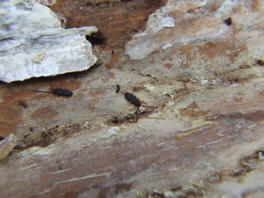 Uleiota planatus - hosszúcsápú fogasnyakú-lapbogár