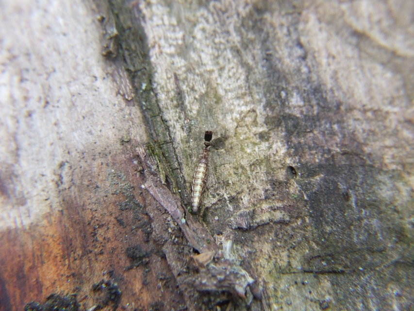Raphidioptera - Tevenyakú-fátyolkák