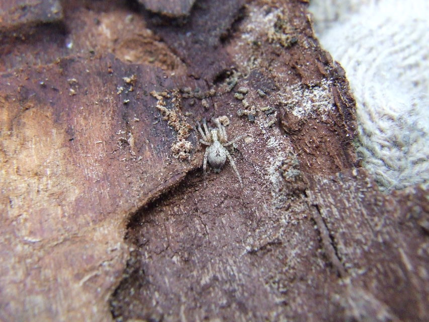 Anyphaena accentuata - jegyespók