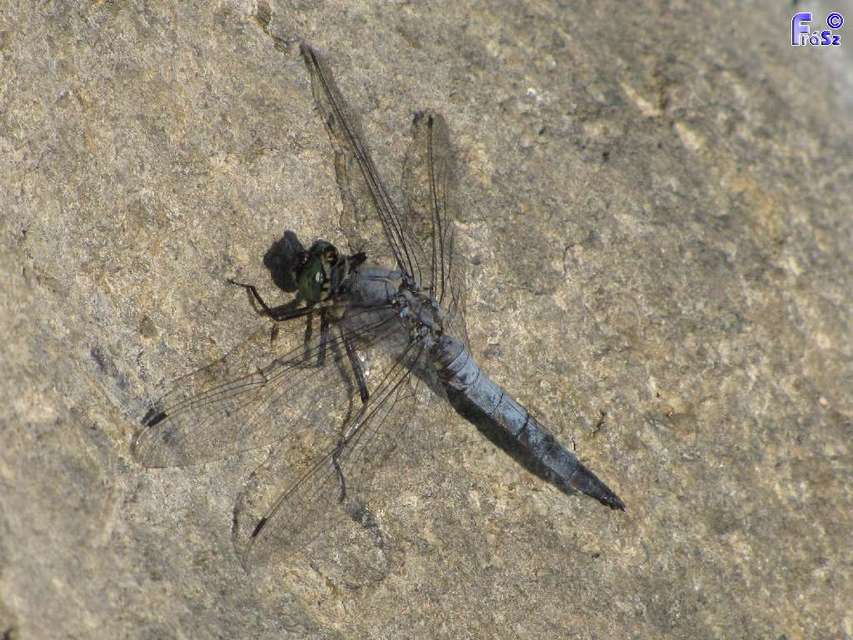Orthetrum cancellatum - feketefarkú pásztorszitakötő