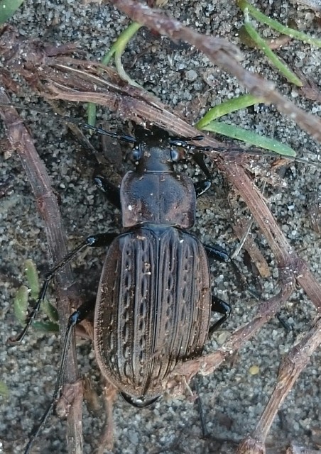 Carabus granulatus - mezei futrinka Carabus granulatus - mezei futrinka