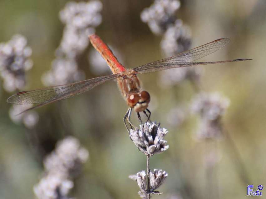 Sympetrum vulgatum - barkós katona-szitakötő