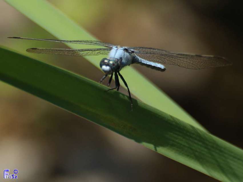 Orthetrum brunneum - pataki pásztorszitakötő