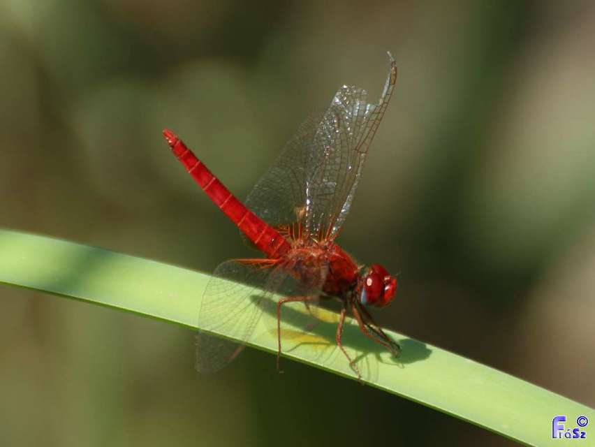 Crocothemis erythraea - skarlát szitakötő