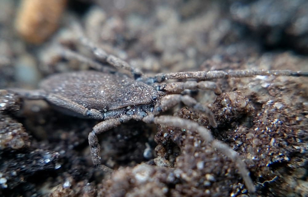 Trogulus tricarinatus