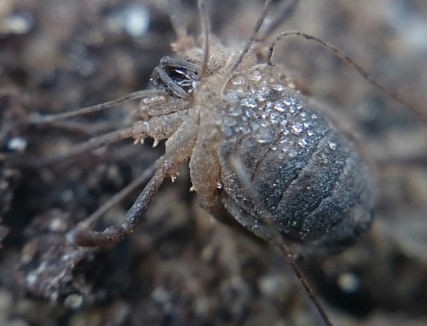 Astrobunus laevipes