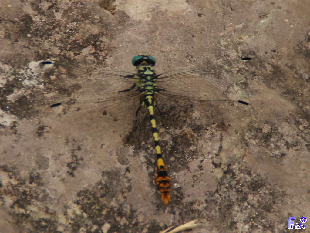 Onychogomphus assimilis