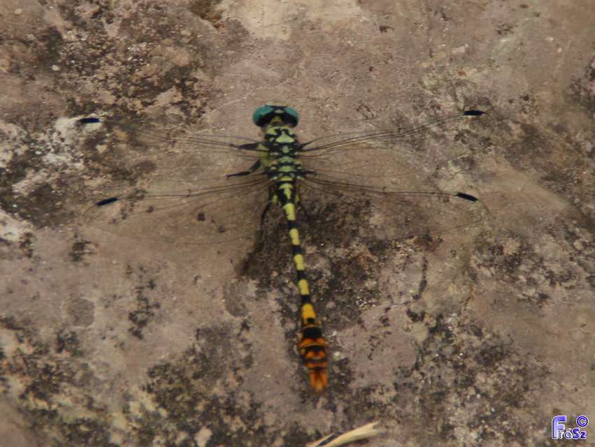 Onychogomphus assimilis