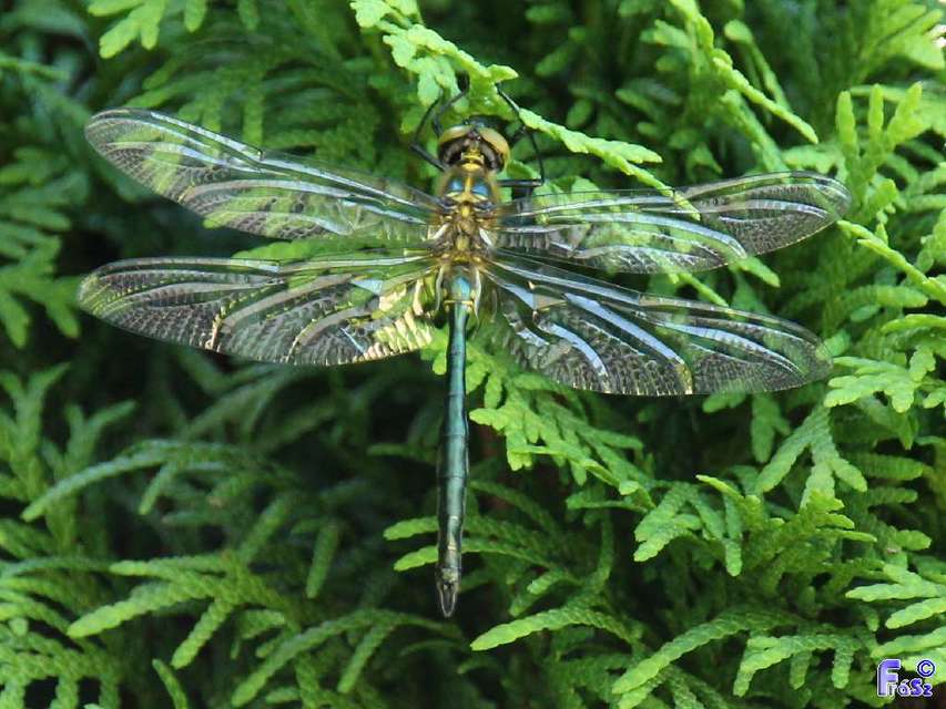 Somatochlora metallica/meridionalis