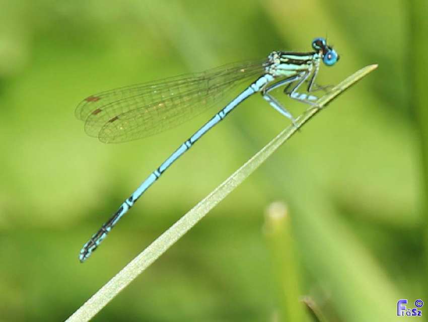Platycnemis pennipes - széleslábú szitakötő