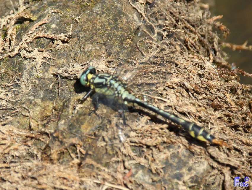 Gomphus vulgatissimus - feketelábú folyami-szitakötő