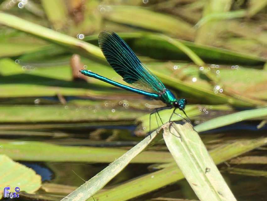 Calopteryx splendens - sávos szitakötő