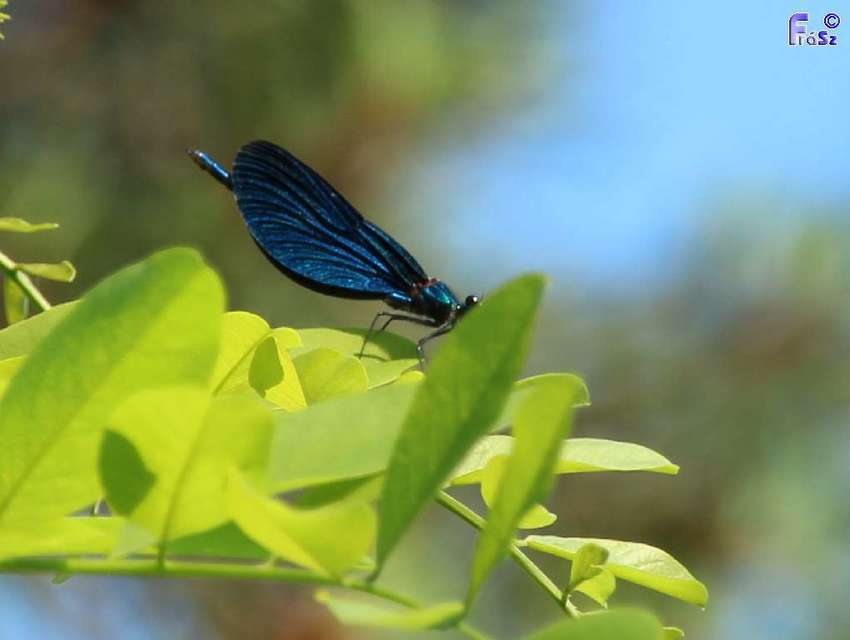Calopteryx virgo - kisasszony-szitakötő