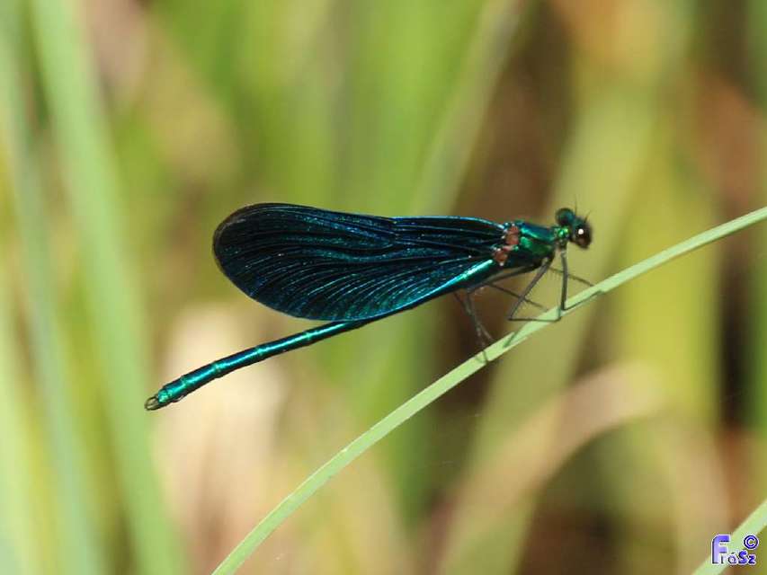 Calopteryx virgo - kisasszony-szitakötő