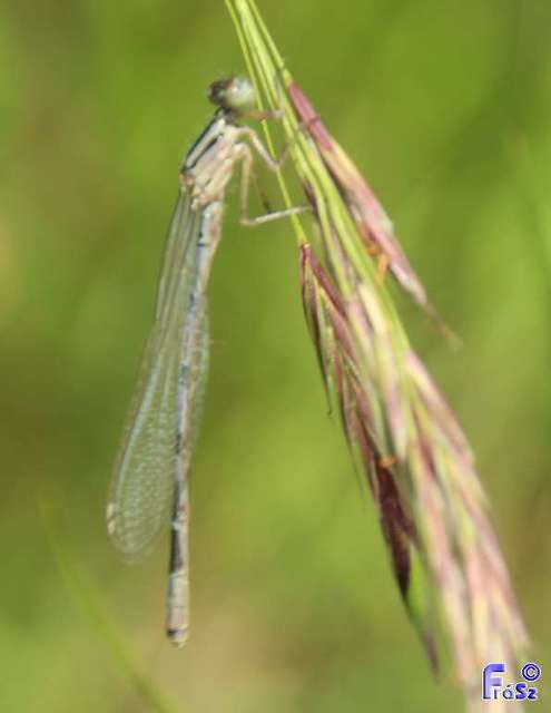 Enallagma cyathigerum - kéksávos légivadász