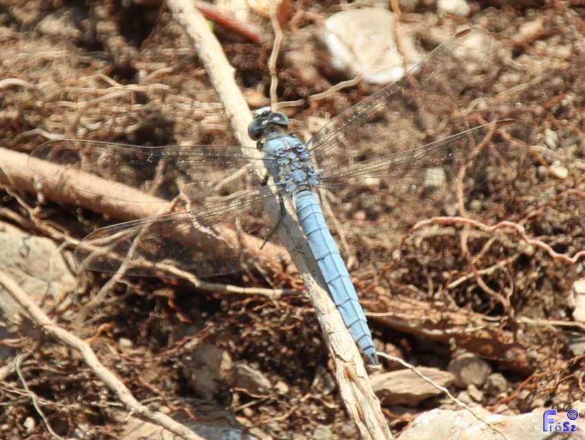 Orthetrum brunneum - pataki pásztorszitakötő