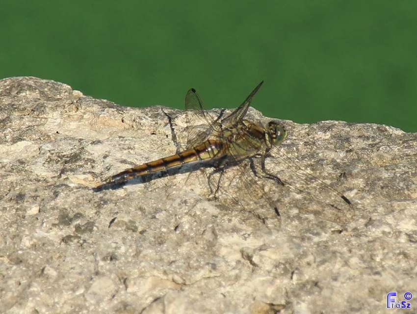 Orthetrum cancellatum - feketefarkú pásztorszitakötő