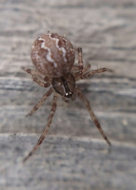 Theridion pinastri - fenyő törpepók