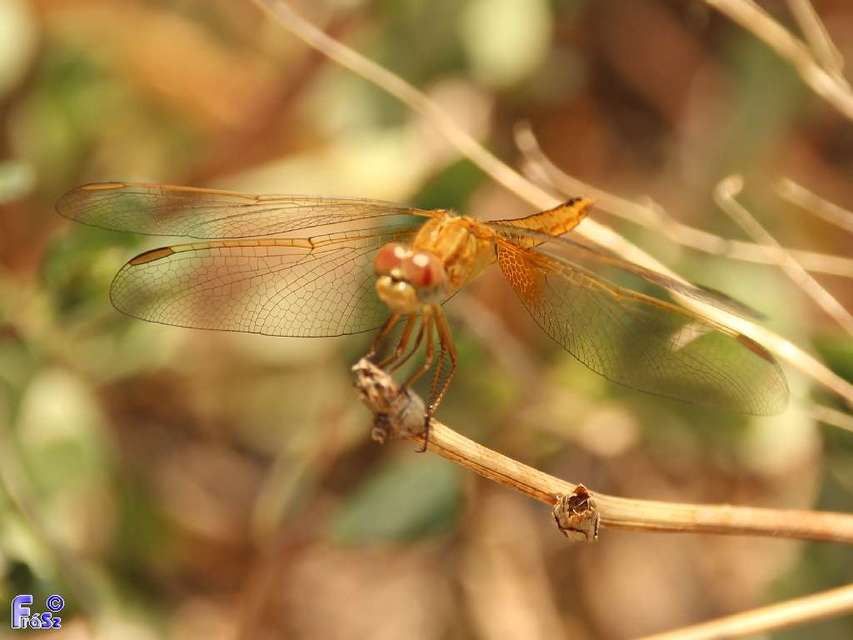 Crocothemis erythraea - skarlát szitakötő
