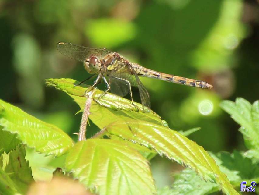 Sympetrum striolatum - harántsávos katona-szitakötő
