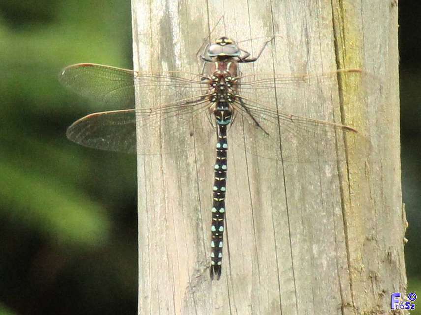 Aeshna juncea - fatörzsvadász acsa