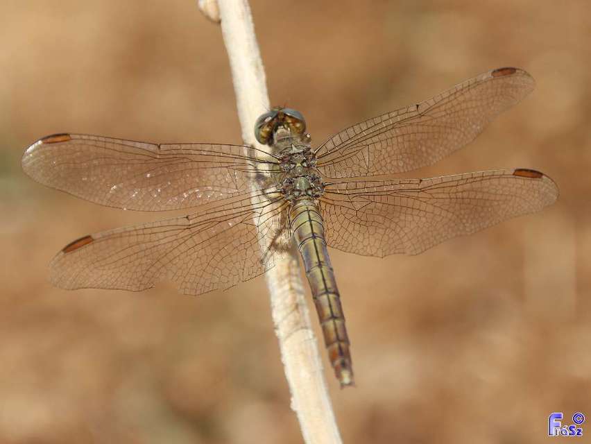 Orthetrum coerulescens - karcsú pásztorszitakötő
