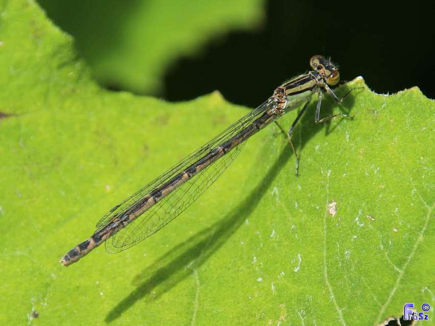 Enallagma cyathigerum - kéksávos légivadász