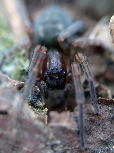 Amaurobius erberi - kis eretnekpók