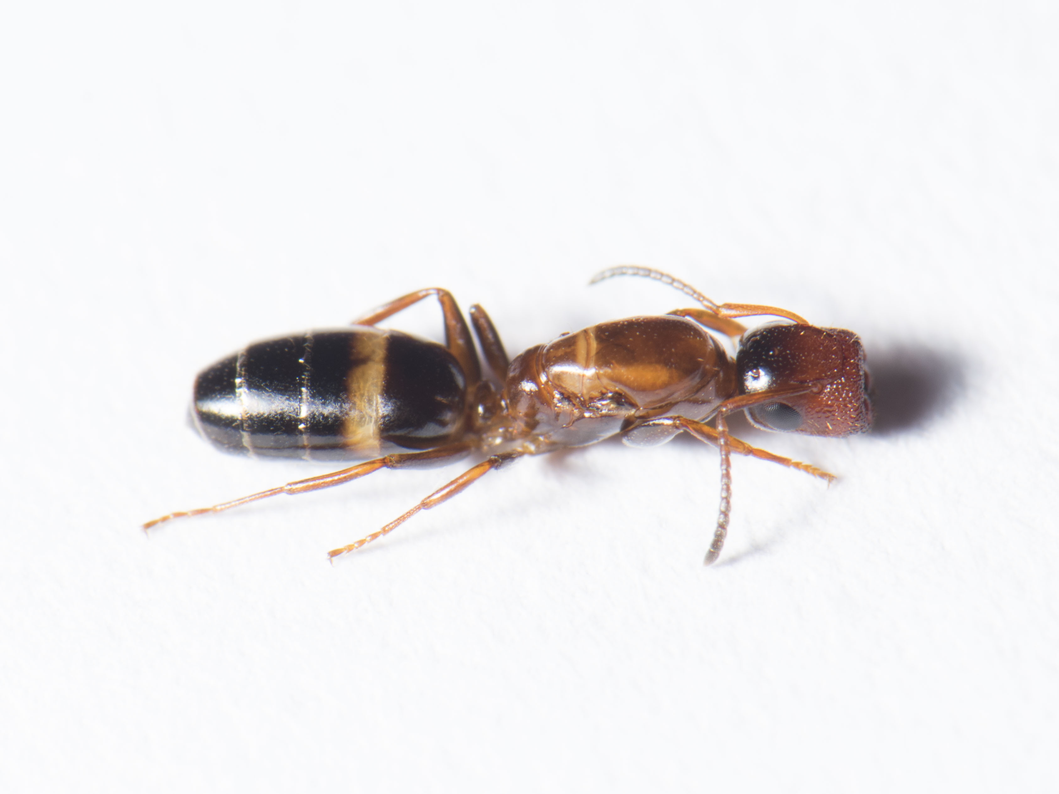 Colobopsis truncata - kapushangya