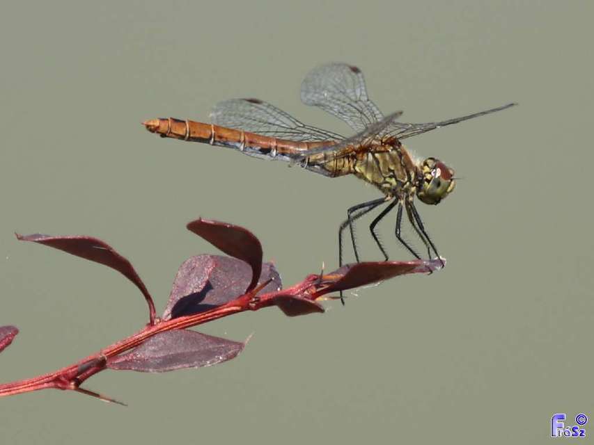 Sympetrum sanguineum - vörös katona-szitakötő
