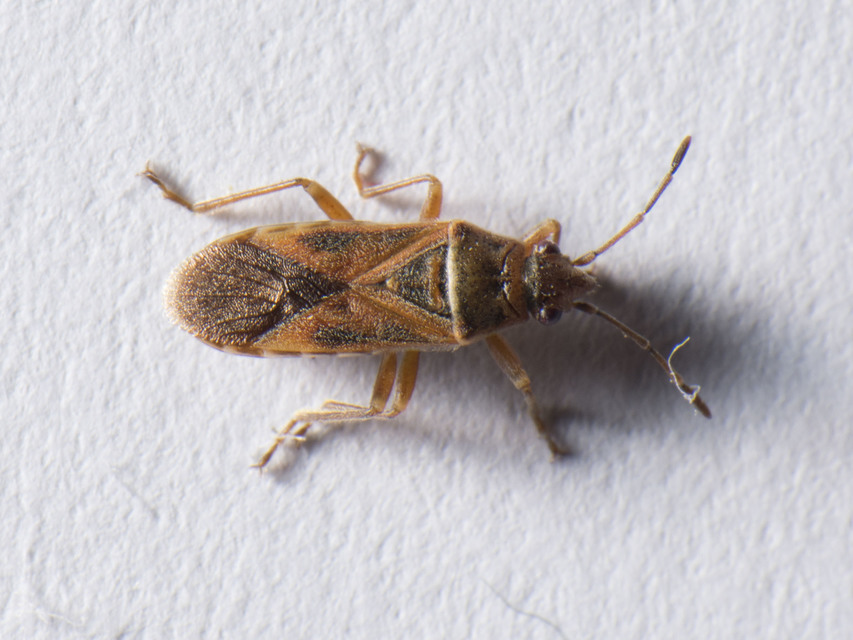 Arocatus longiceps - platánbodobács