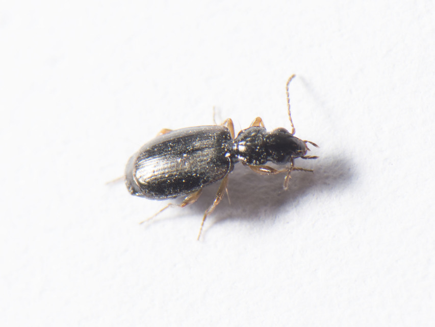 Syntomus pallipes - sárgalábú gyökérfutó